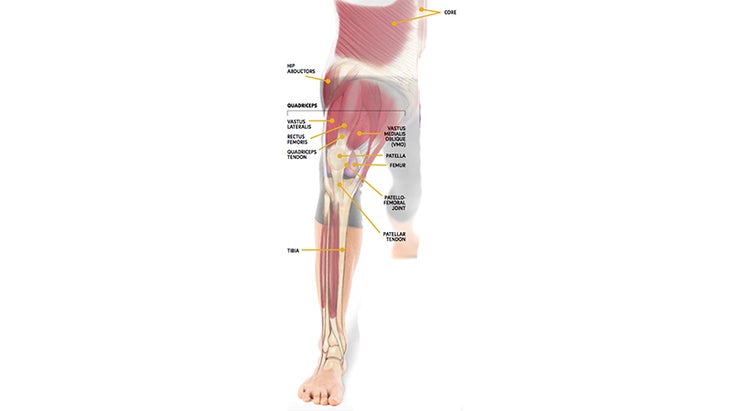 leg anatomy leg anatomy