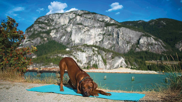 dog doing yoga dog doing yoga