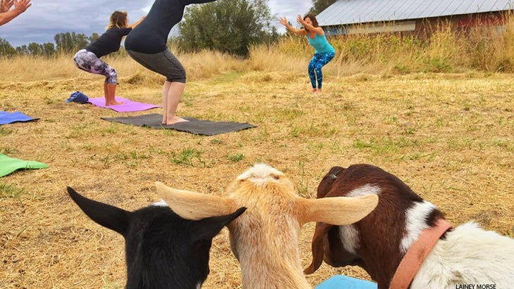 goat yoga goat yoga