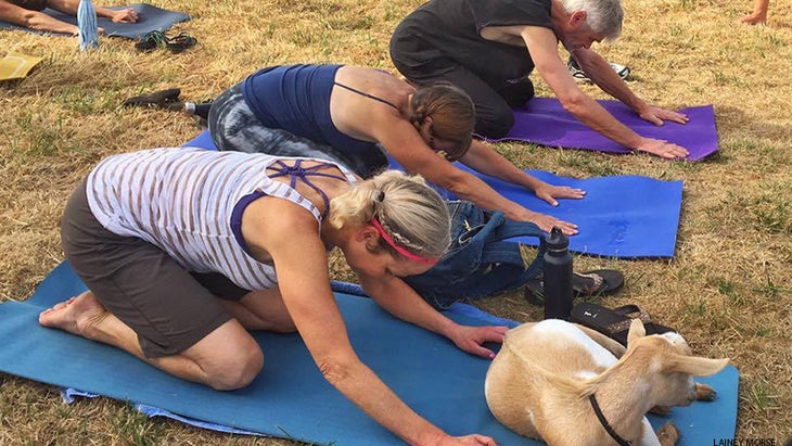 goat yoga goat yoga