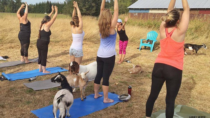 goat yoga goat yoga