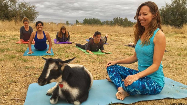 goat yoga goat yoga