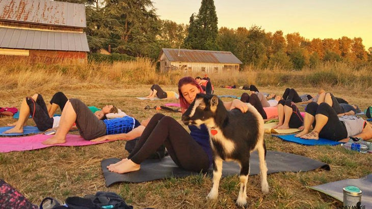 goat yoga goat yoga
