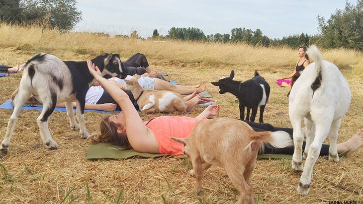 goat yoga goat yoga