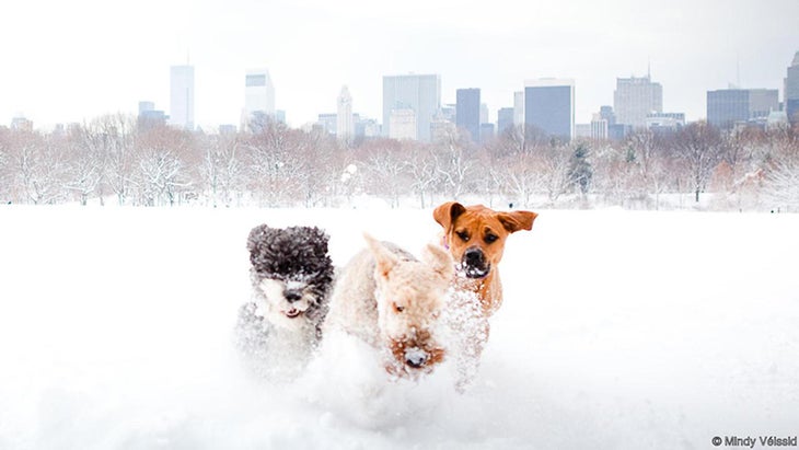 dogs running through snow dogs running through snow