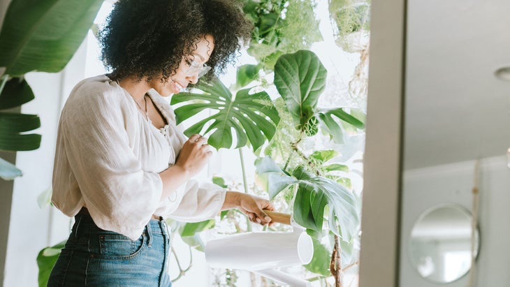 iStock-954339178 the right houseplant for you