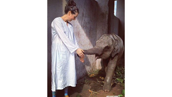 Meghan Rabbit in India, Elephant Meghan Rabbit in India, Elephant