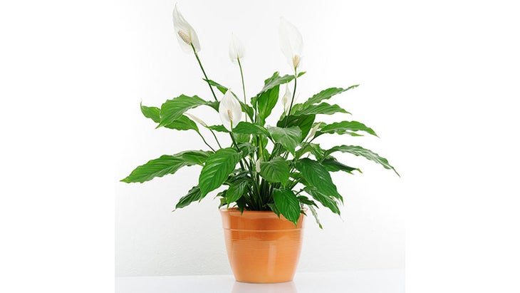 peace lilies peace lilies