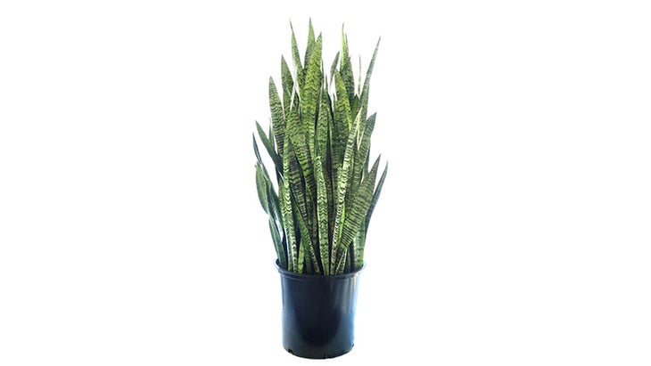 snake plant snake plant
