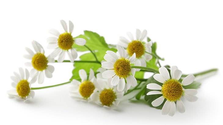 Chamomile Chamomile