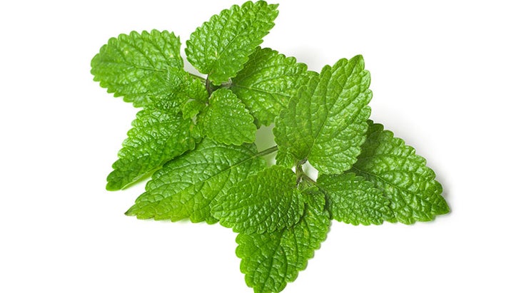 Lemon Balm Lemon Balm