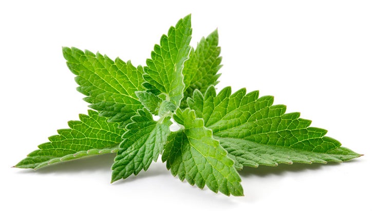Mint Mint