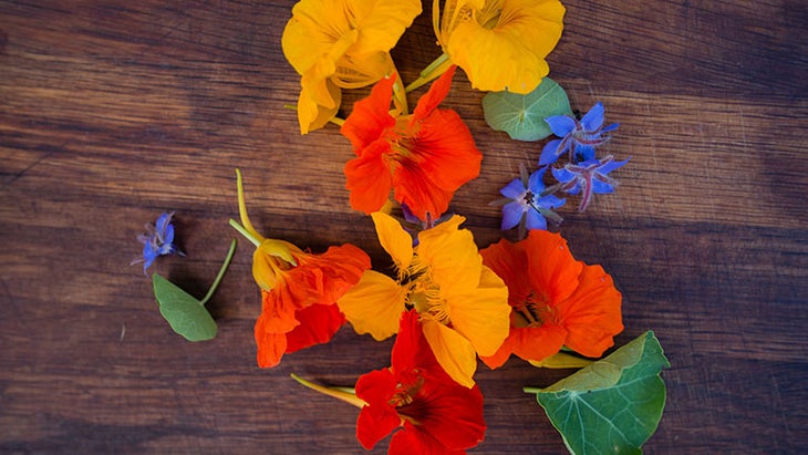 Nasturtium Nasturtium