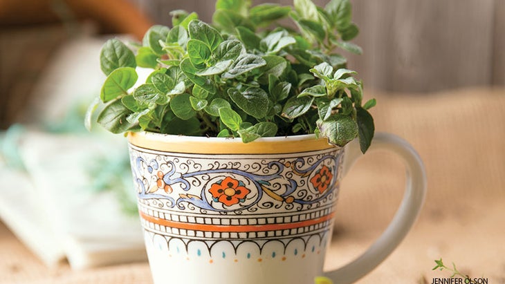 teacup garden teacup garden
