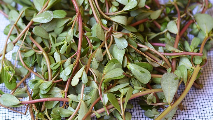 NGI-Purslane-Salad purslane salad