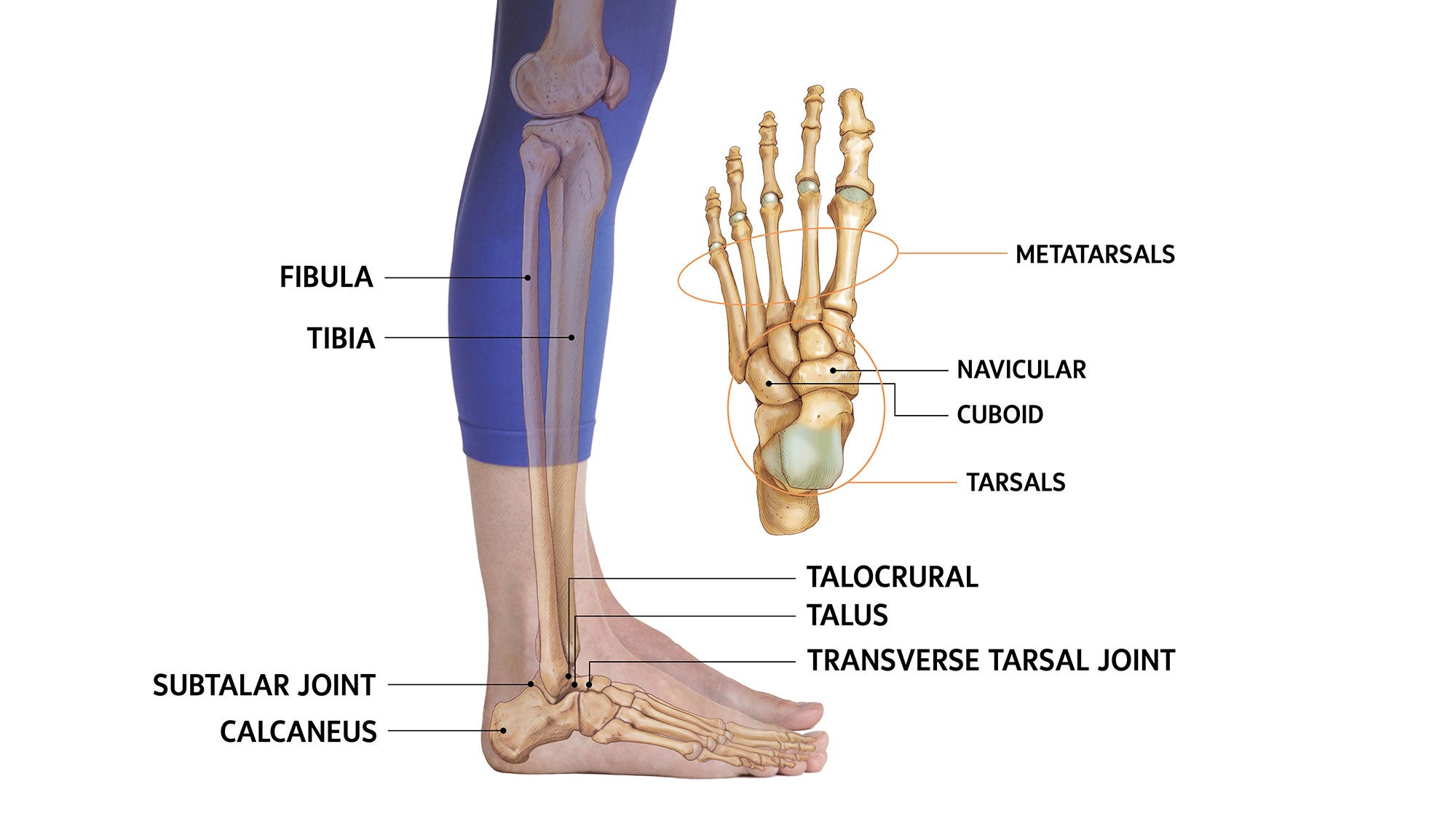 Should The Knee Go In Front Of The Ankle In Yoga Yoganatomy