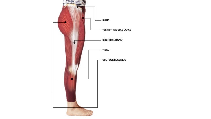 anatomy-it-band IT Band.