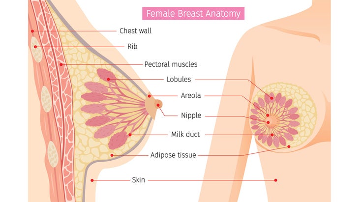 femalebreastanatomy female breast anatomy