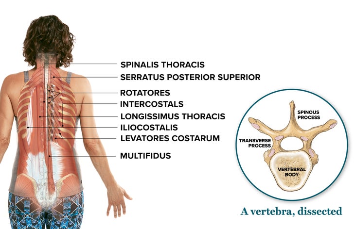 What You Need to Know About Your Thoracic Spine