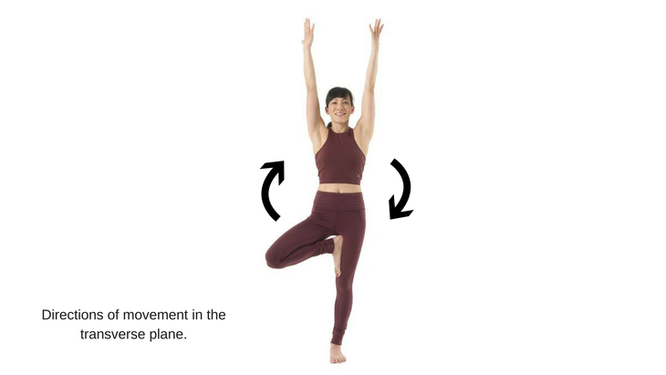 The 3 Anatomical Planes Of Movement Sagittal Coronal And Transverse