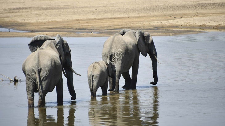 travel-elephants None