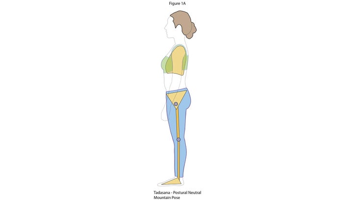 Anatomy_Figure-1A-Tadasana None