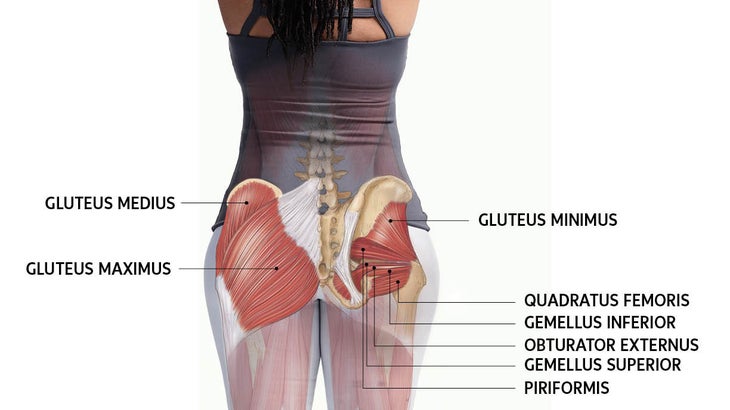 JuneAnatomy Glute muscles
