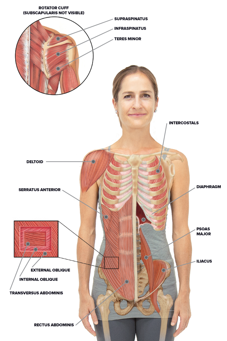 Yoga For Spine Mobility Anatomy Of The Spine And Rib Cage