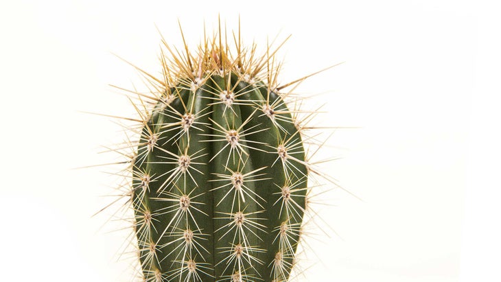 cacti None