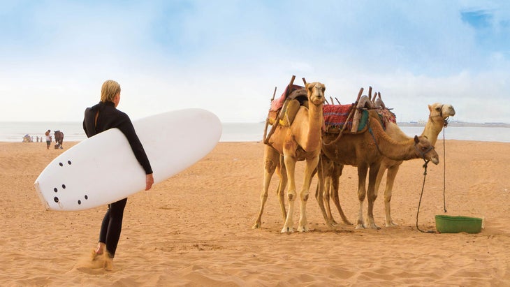 Resized-TravelDest_309_505651591_NEW_bjk Person with board standing next to harnessed camels in the sand