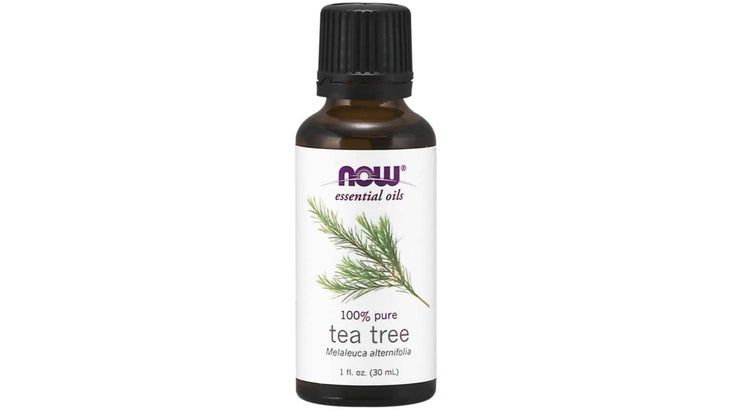 Now-TeaTree None