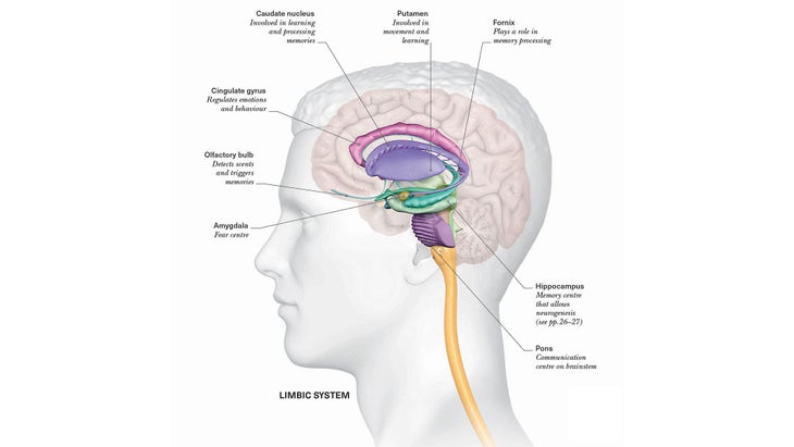 Anatomy_314_024-025_Nervous_02_bjk_resized Brain anatomy