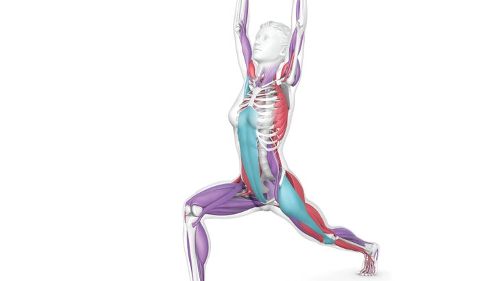 Anatomy-316-01276834_im None