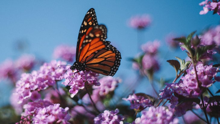 monarch-butterfly None