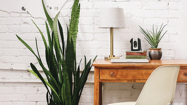 "house plants