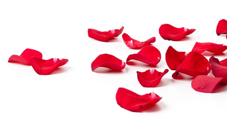 Rose Petals Rose Petals