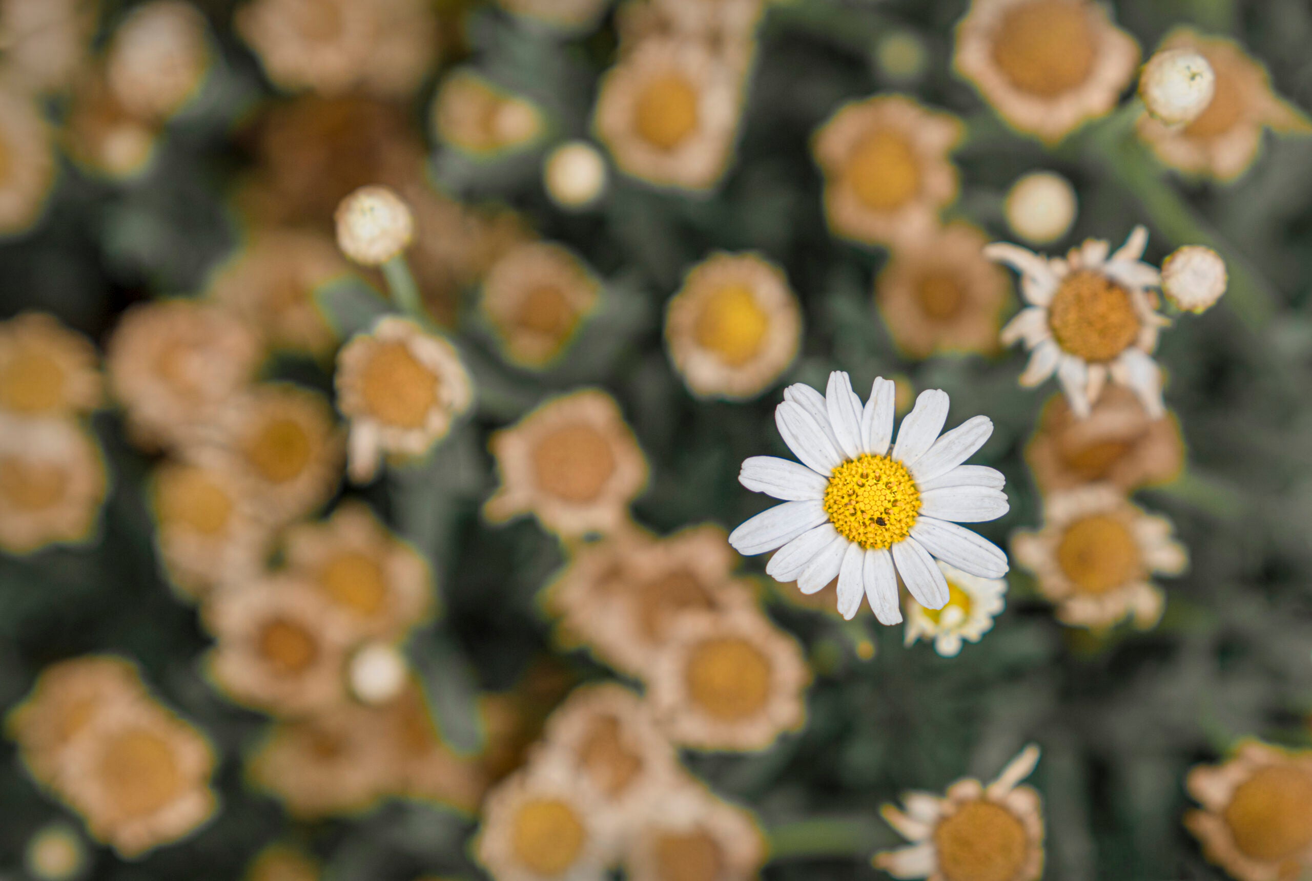 One bright daisy among a patch of withered daisies
