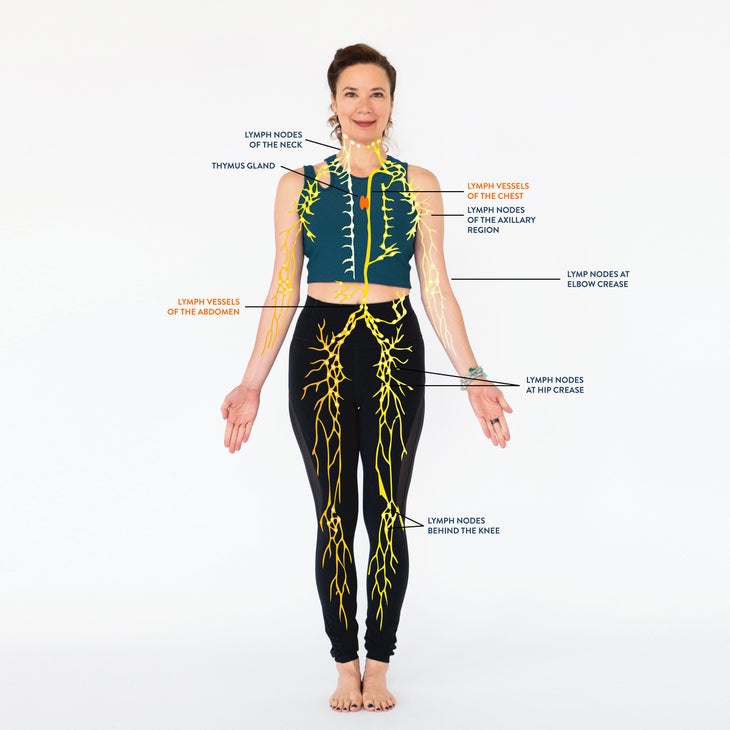 A photo illustration showing the lymphatic system on a woman standing in Tadasana (Mountain Pose