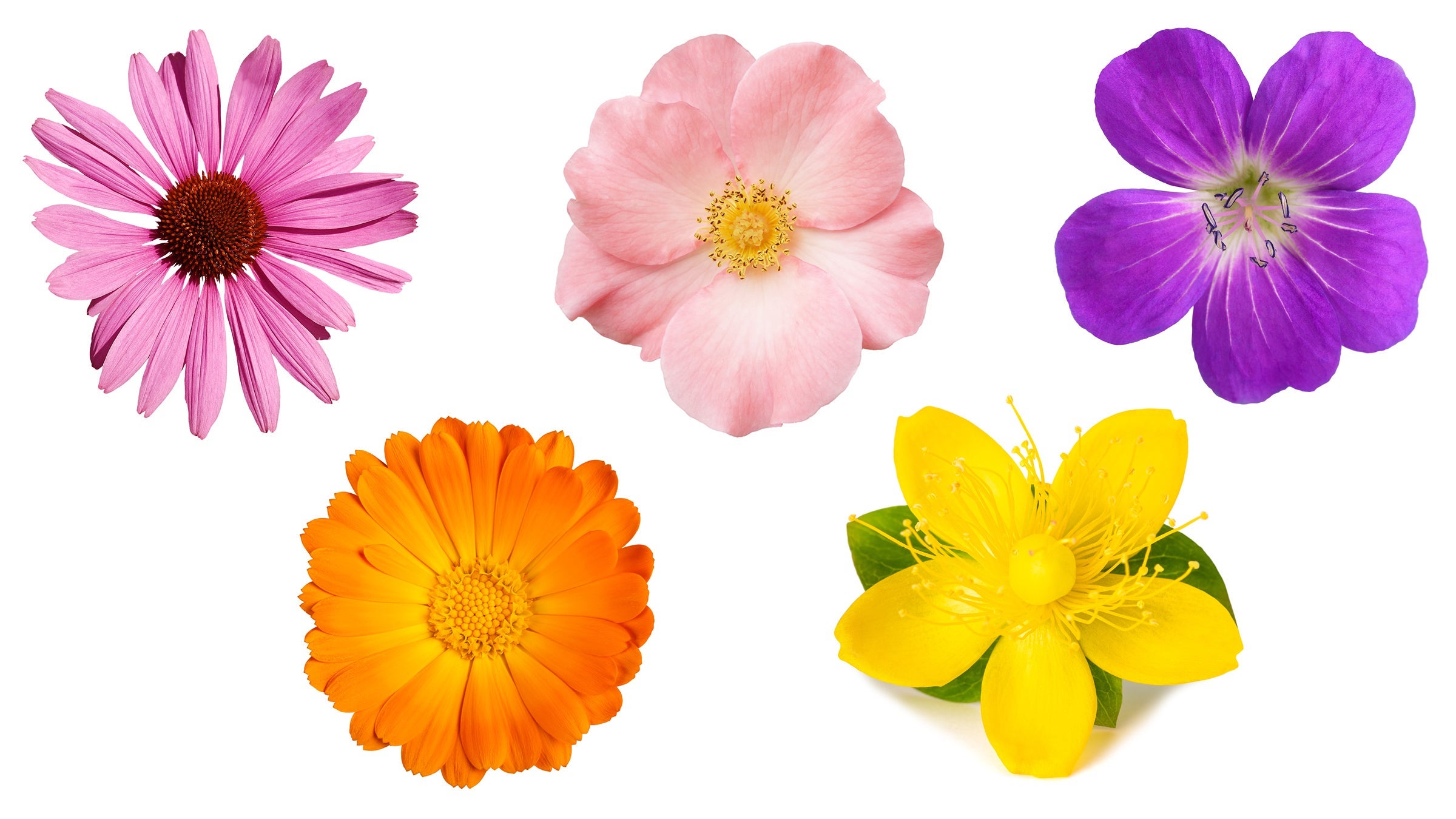 Flower blossoms on a white background