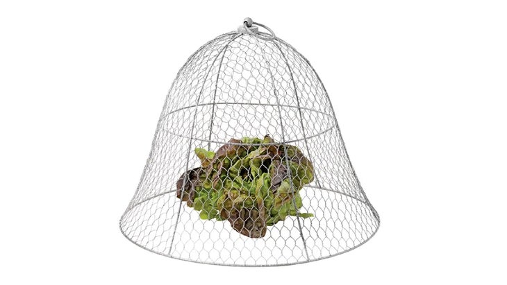 Chicken wire cloche over herbs