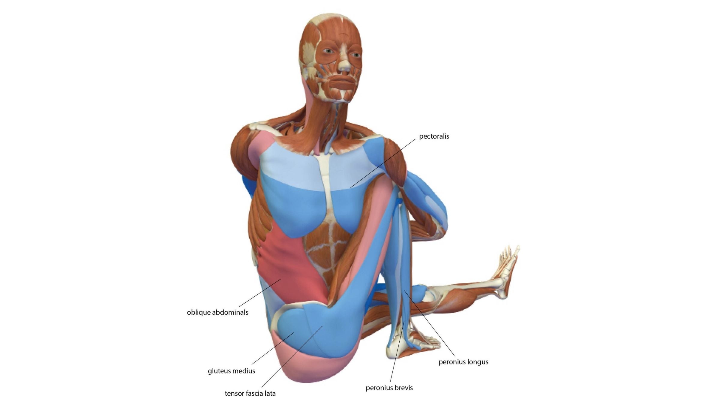 Sage's Pose: Marichyasana III