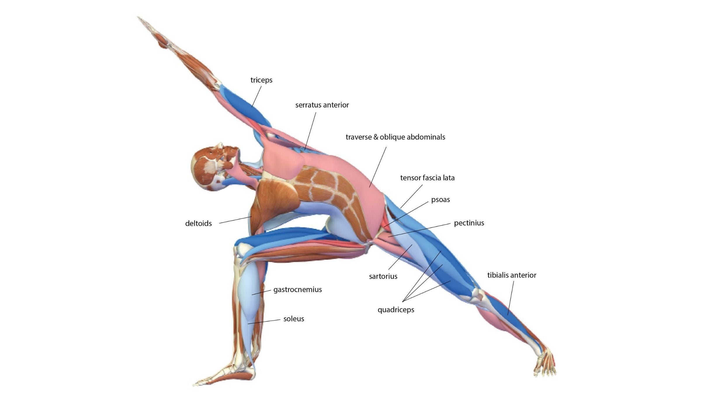Extended Side Angle Pose: Utthita Parsvakonasana