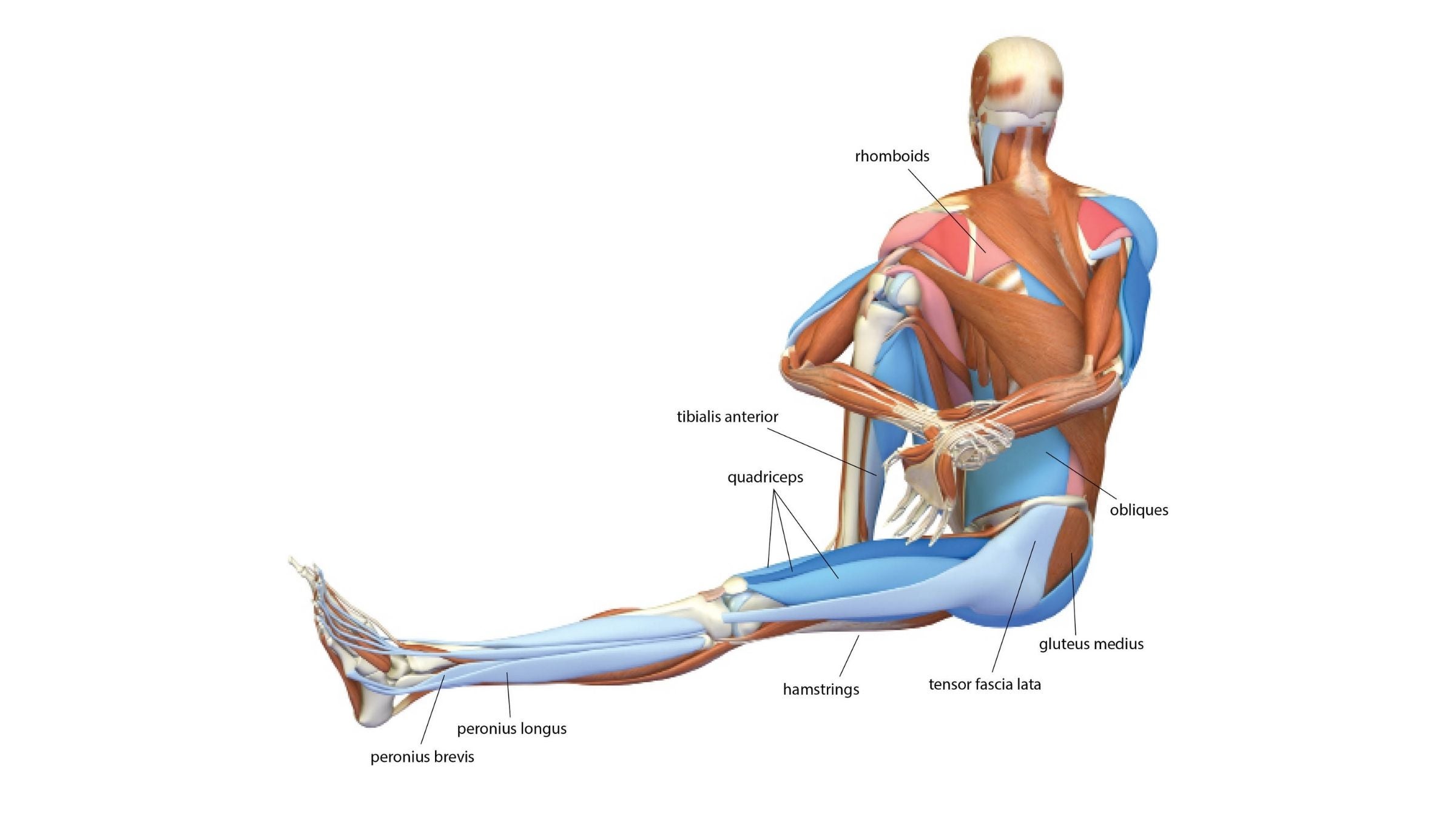 Sage's Pose: Marichyasana III