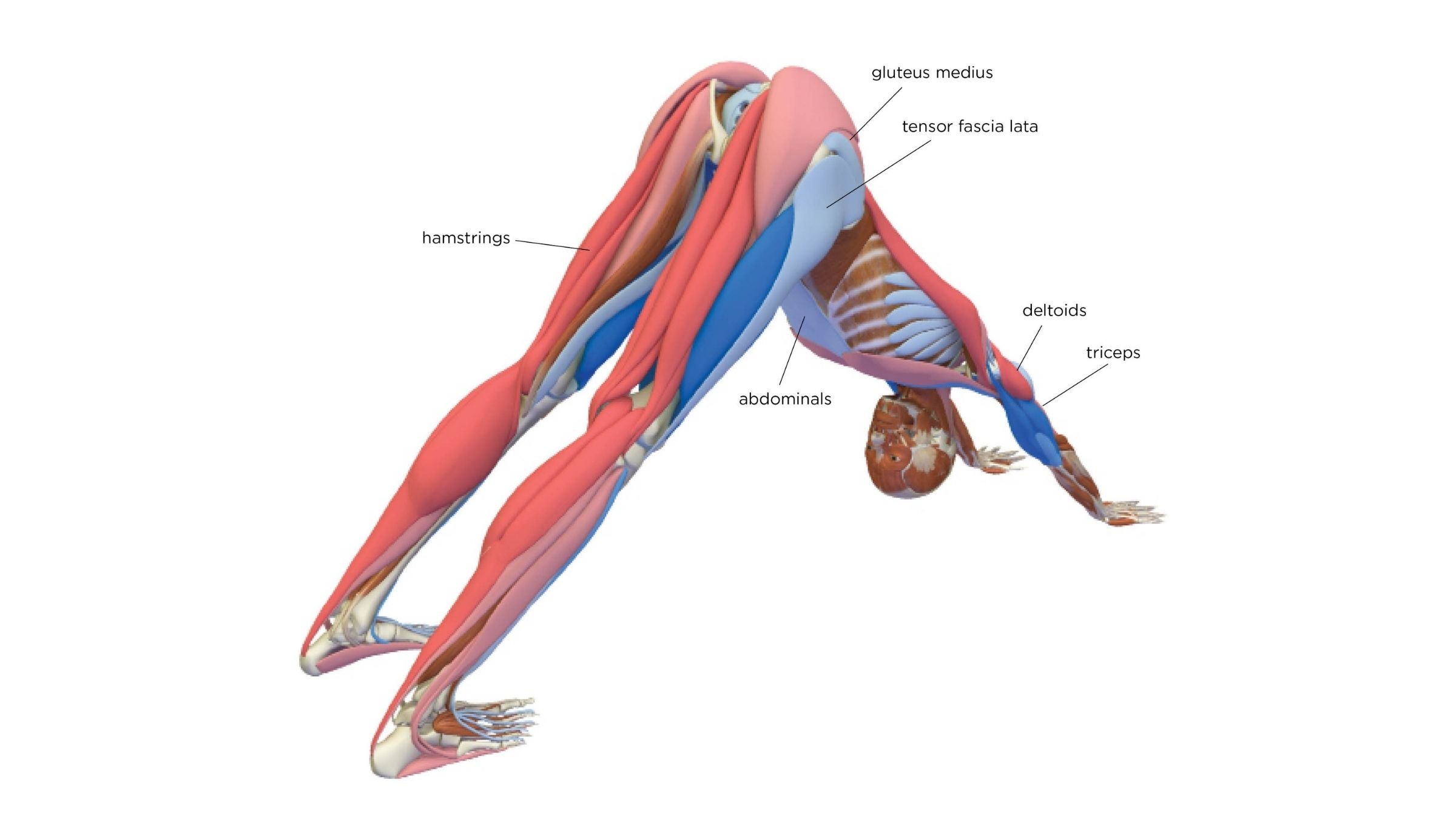 what muscles does downward dog work