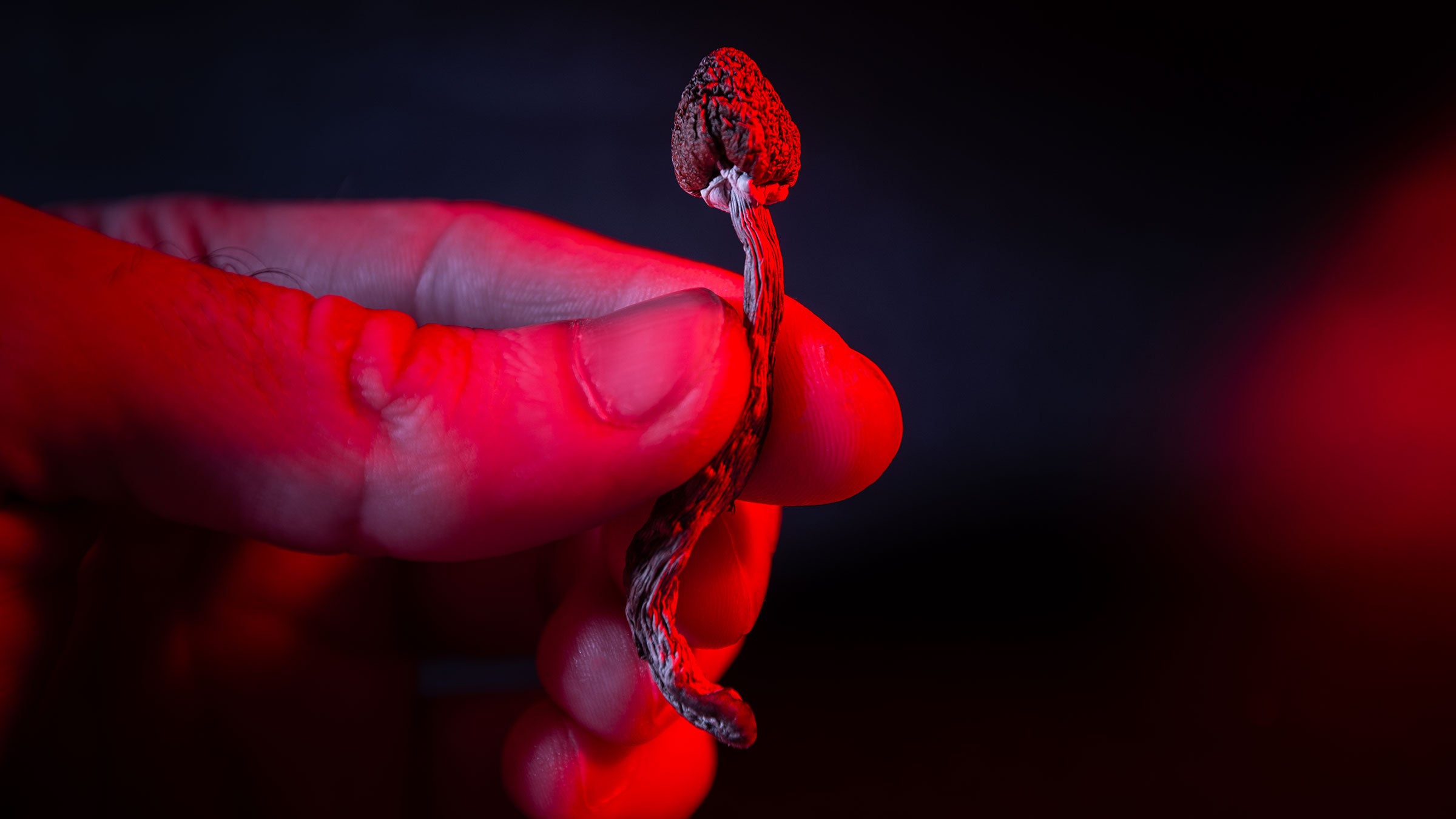 A person holds a psilocybin mushroom in a red light
