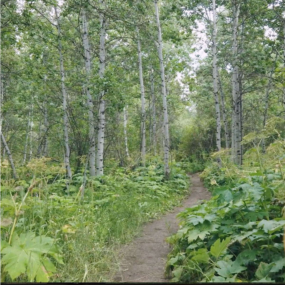 Reconnect with Nature to Soothe Your Soul