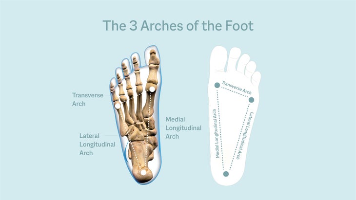 the arches of the foot