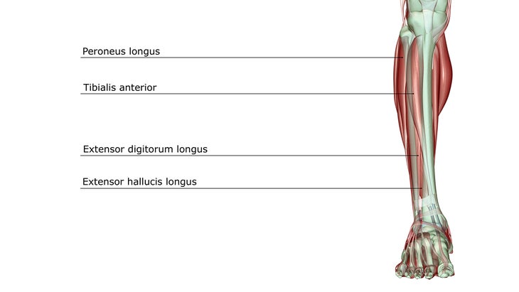 the muscles of the calf