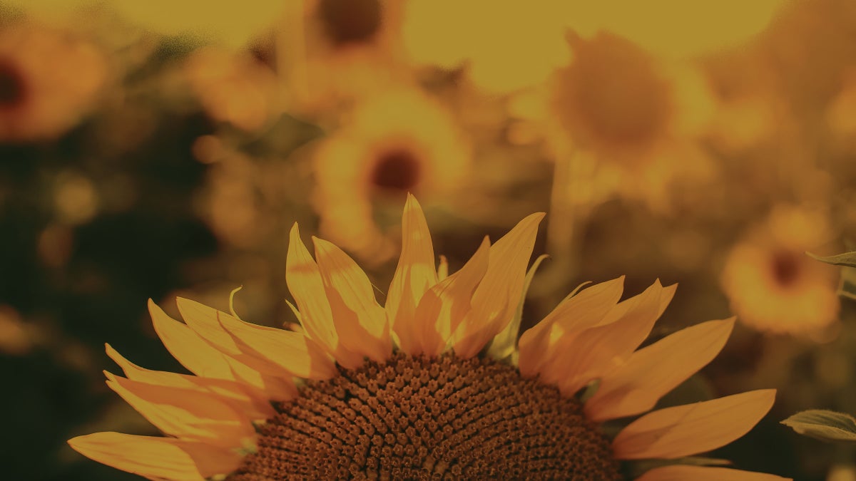 This Poem By Allen Ginsberg Is a Reminder of the Beauty of Life