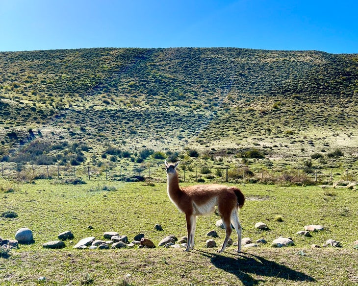 A brown and white sentinel guanaco, a Chilean llama, in a field of rocks. Behind it are brushy hills.